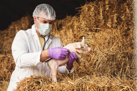 What Arebenefits Of Genetically Modifying Farm Animals